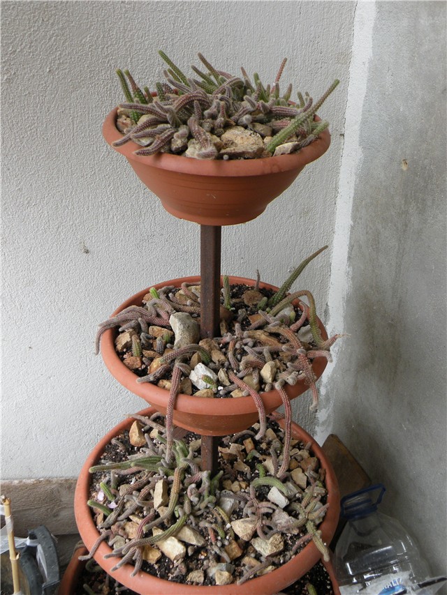 kaktus